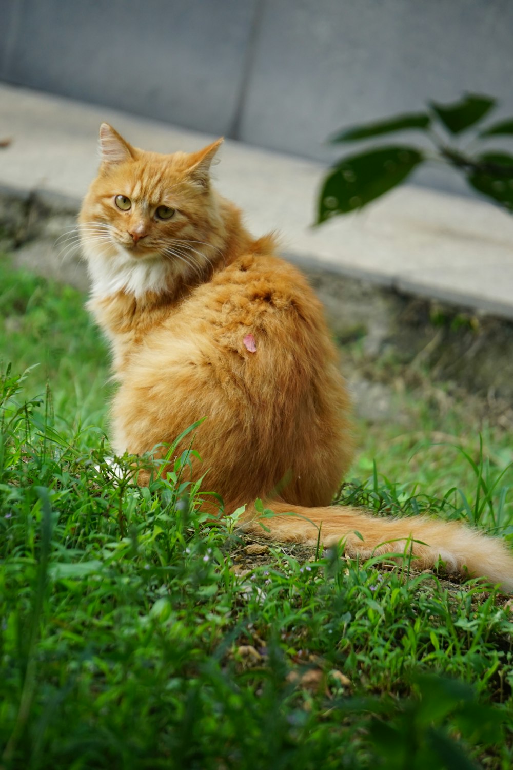 a cat sitting in the grass