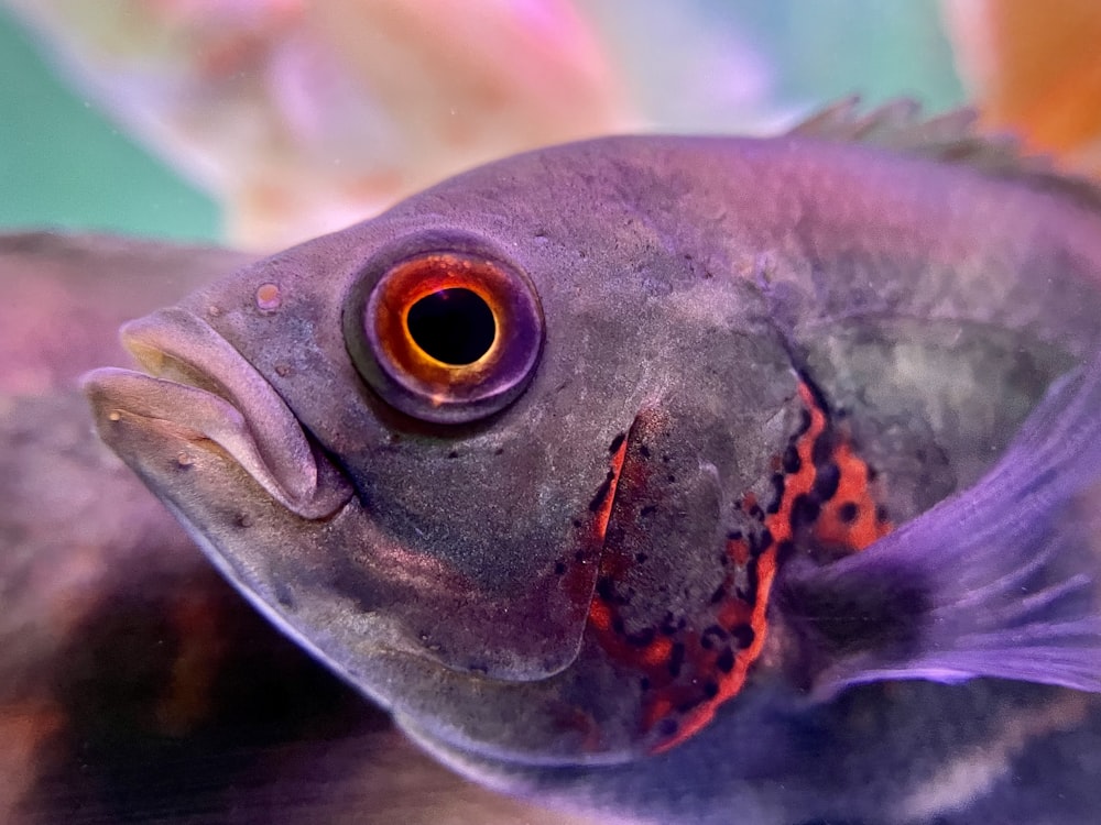 a close up of a fish