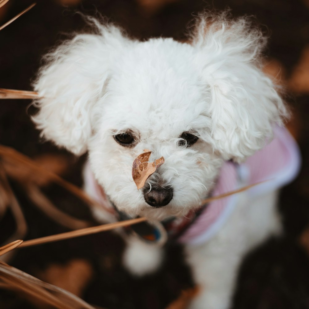 a dog with a pink hat