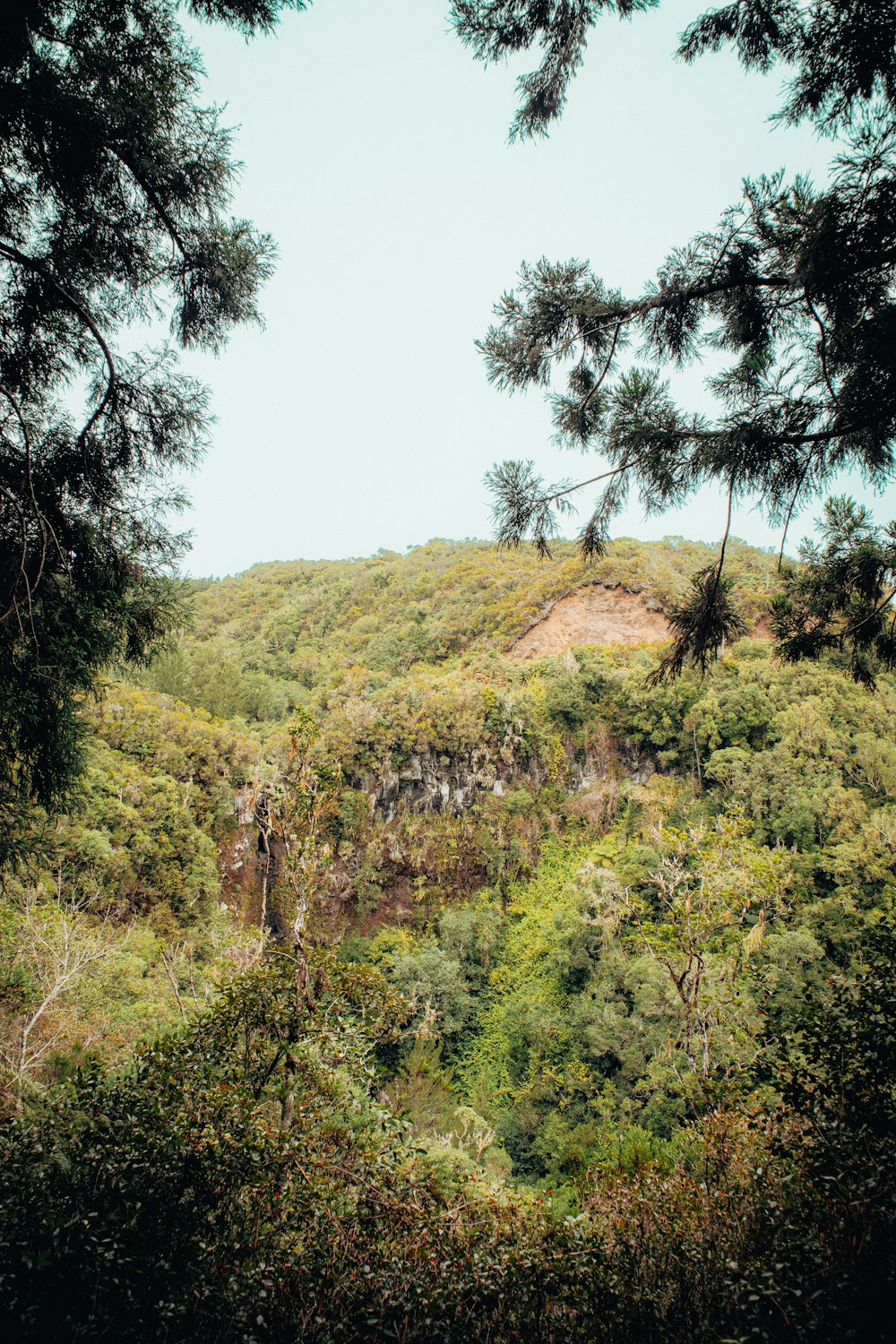 a hill with trees on it