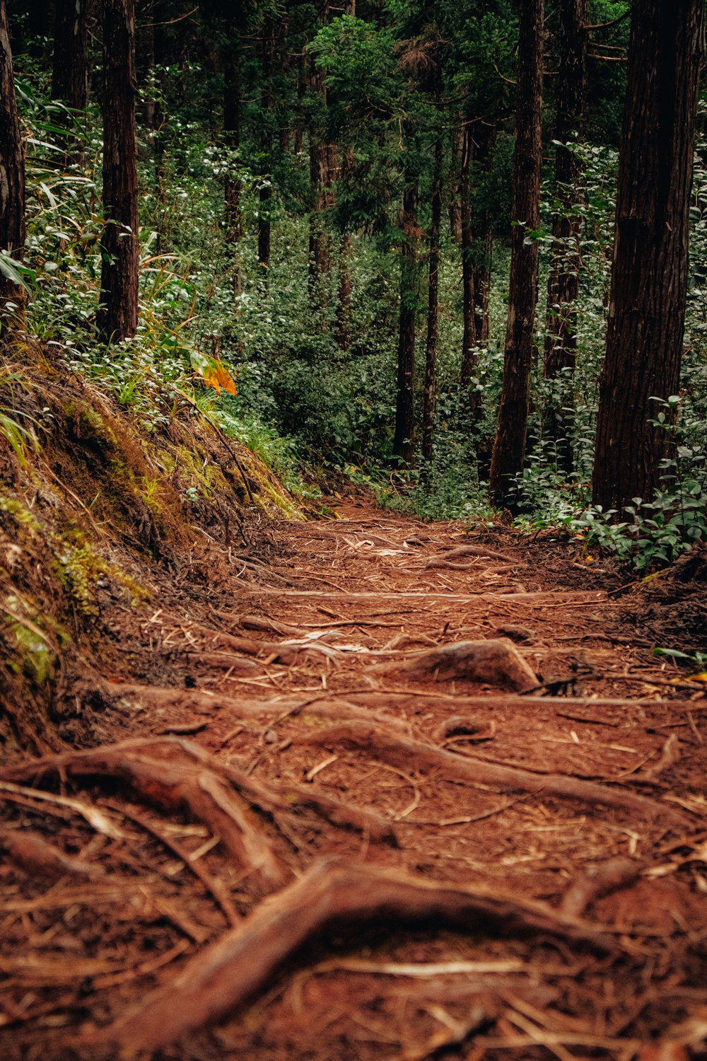 a dirt path in the woods