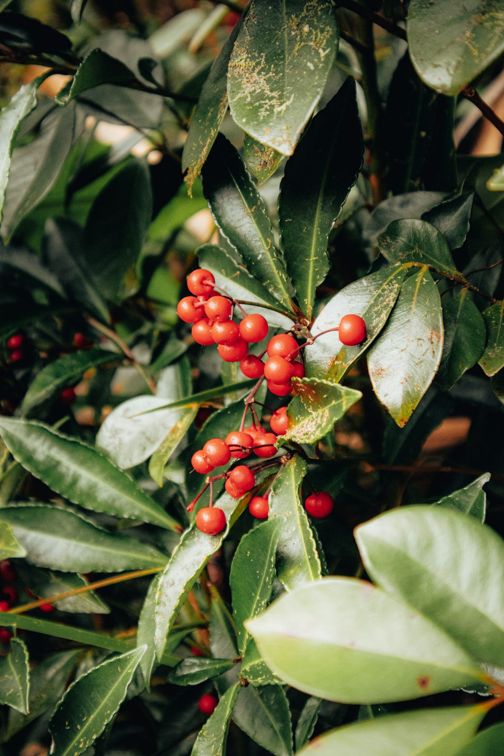 a close-up of some berries