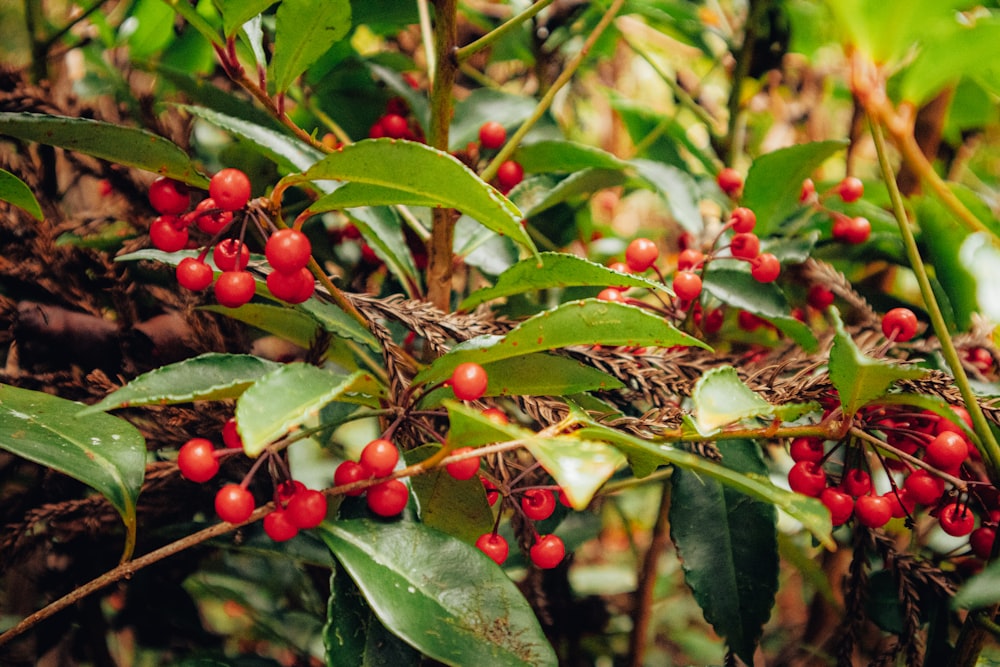 a close up of some berries