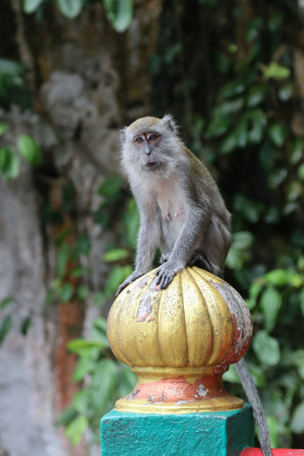 a monkey sitting on a yellow and green post