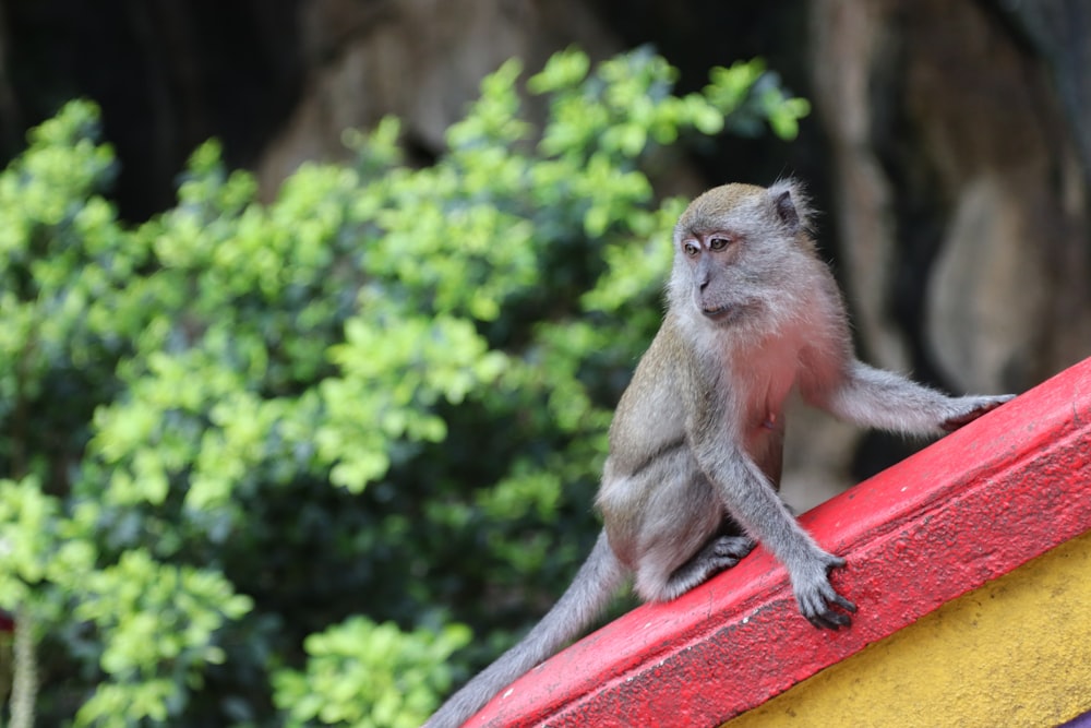a monkey sitting on a person's hand