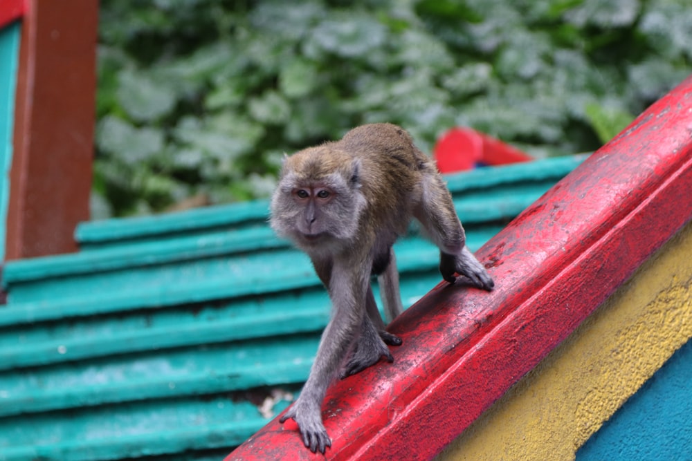 a monkey sitting on a bench