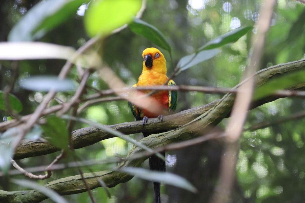 a bird sitting on a branch