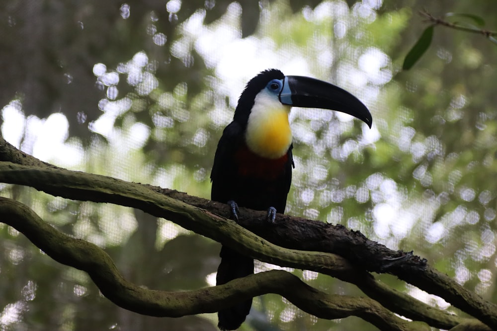 a bird sitting on a tree branch