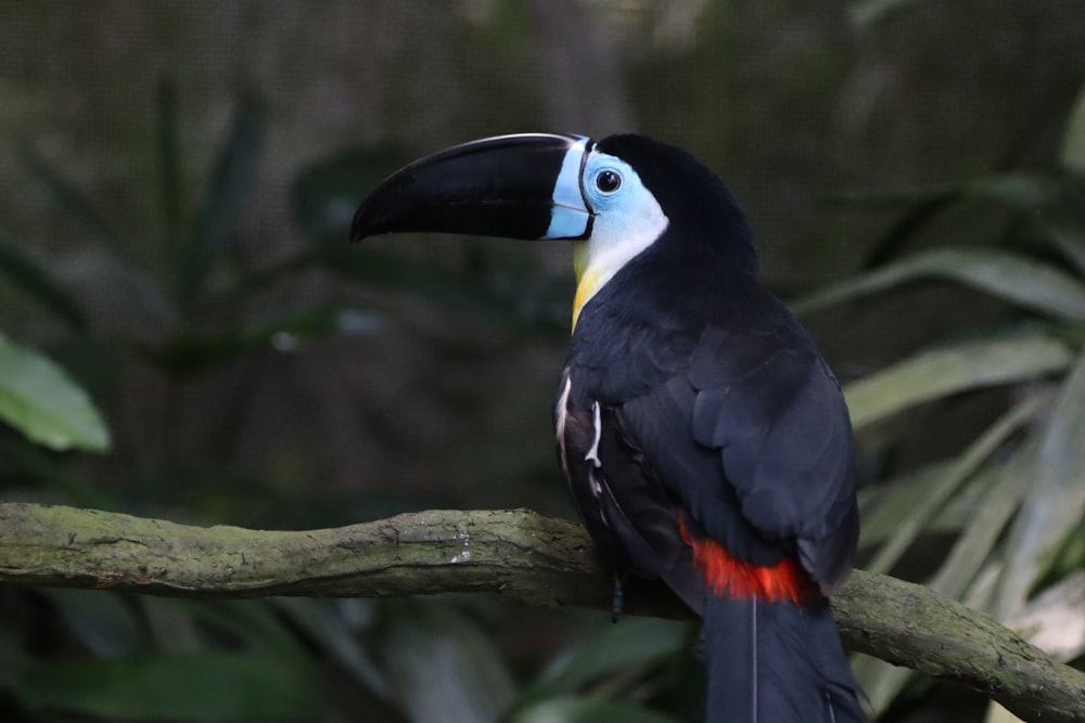 a bird on a branch