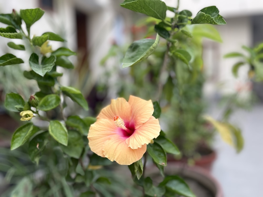 a yellow flower on a plant