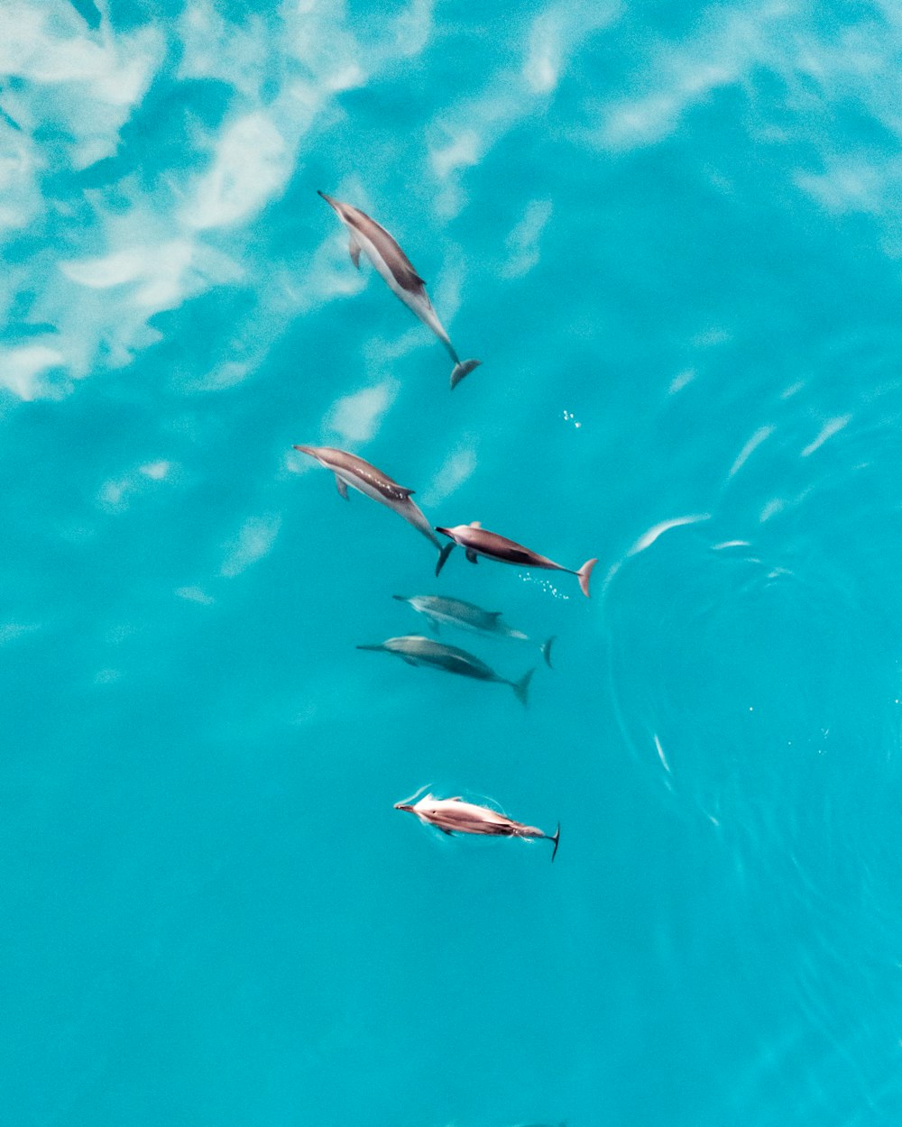 a group of fish swimming in the water