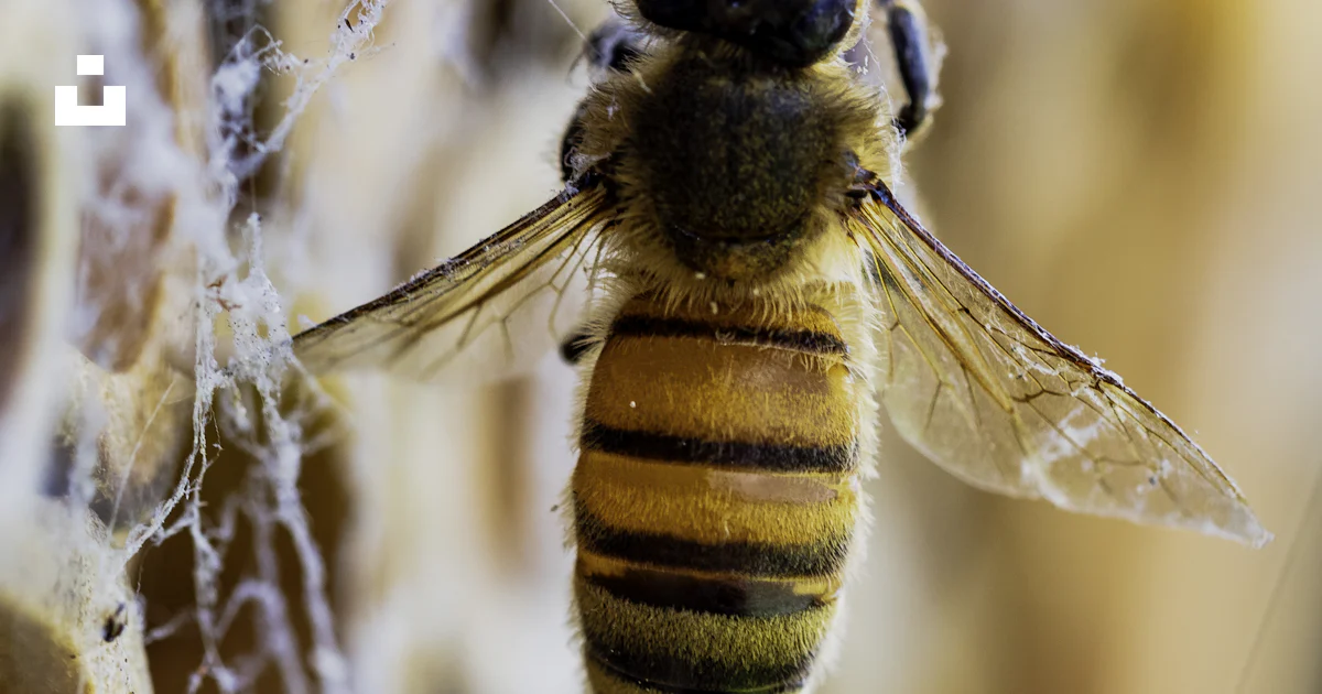 A close up of a bee photo – Free Macro insects Image on Unsplash