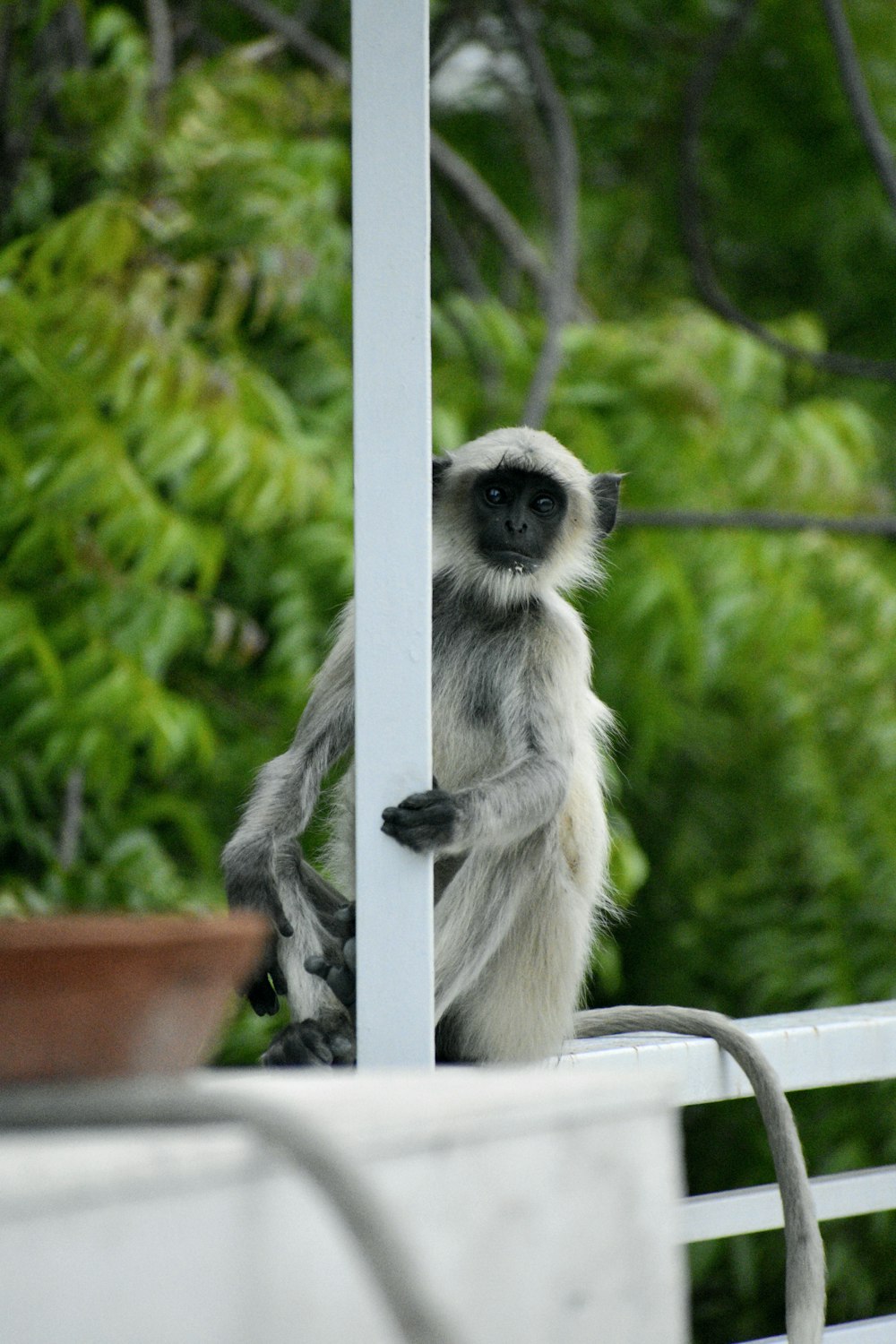 a lemur sitting on a white railing