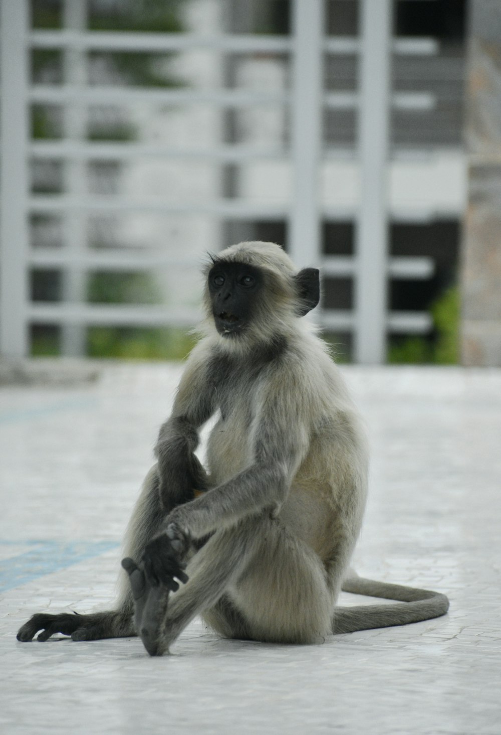 a monkey sitting on a rock