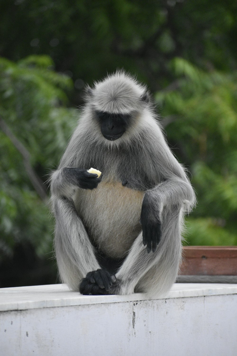 a monkey sitting on a ledge