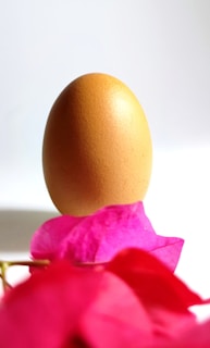 An egg stands on a pale surface with vibrant pink petals in the foreground. The background is a soft gradient between white and light gray, highlighting the egg's texture.