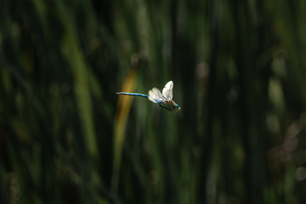 a white and blue butterfly on a leaf