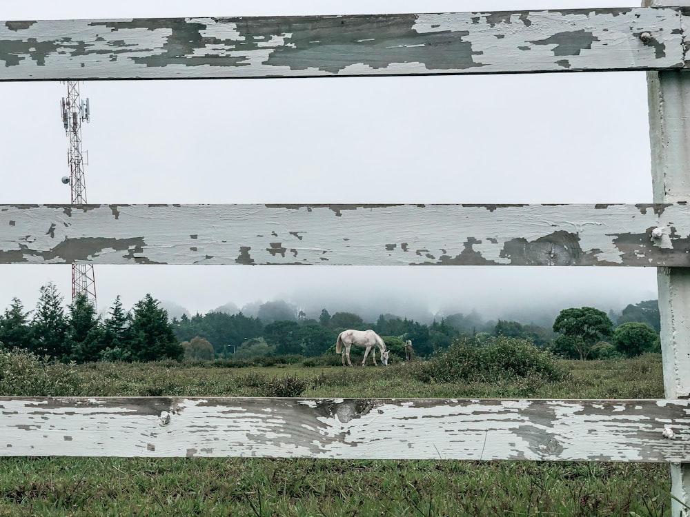 a cow grazing in a field