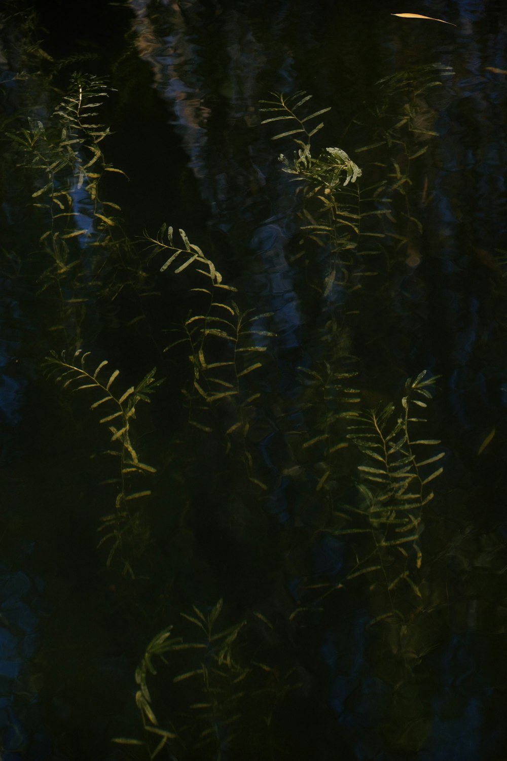 a close-up of some plants