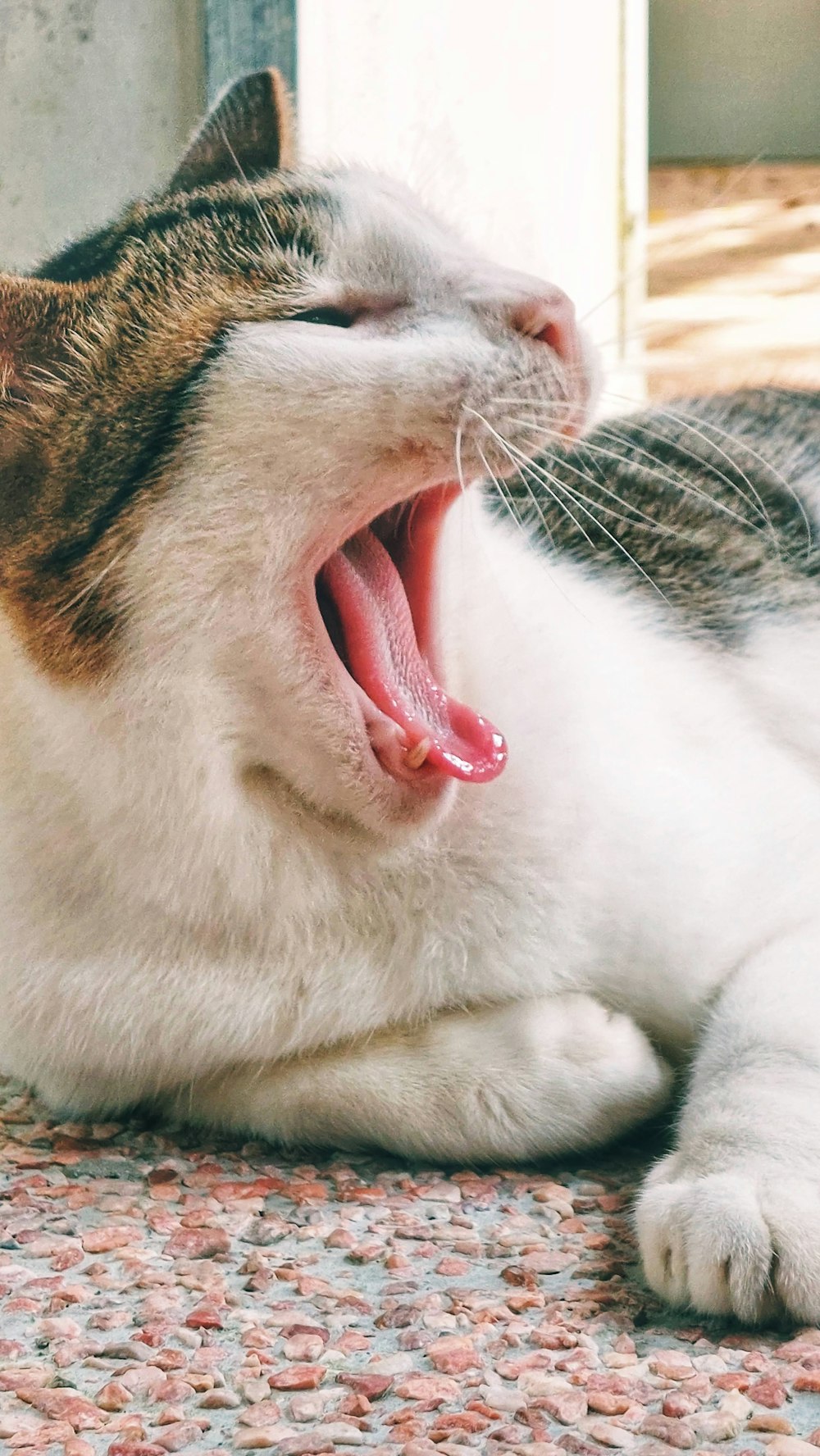 a cat yawning with its mouth open