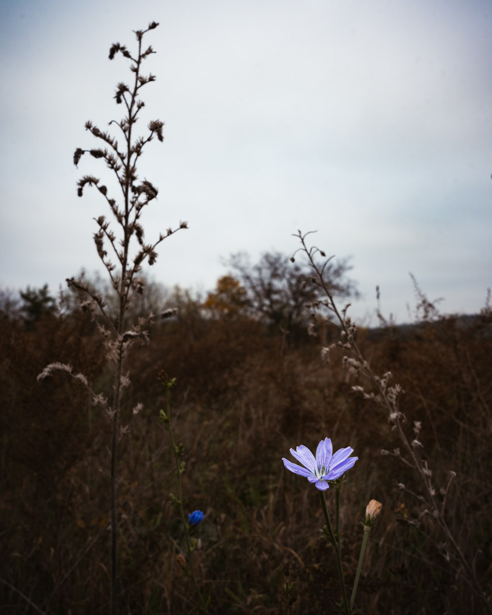 a group of flowers in a field