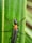 A black insect with a long body and orange thorax is perched on a green leaf. Its antennae are long and segmented, extending above its head. The leaf has visible veins running vertically.
