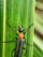 A black insect with a long body and orange thorax is perched on a green leaf. Its antennae are long and segmented, extending above its head. The leaf has visible veins running vertically.