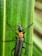A black insect with a long body and orange thorax is perched on a green leaf. Its antennae are long and segmented, extending above its head. The leaf has visible veins running vertically.