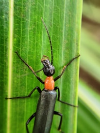 A black insect with a long body and orange thorax is perched on a green leaf. Its antennae are long and segmented, extending above its head. The leaf has visible veins running vertically.