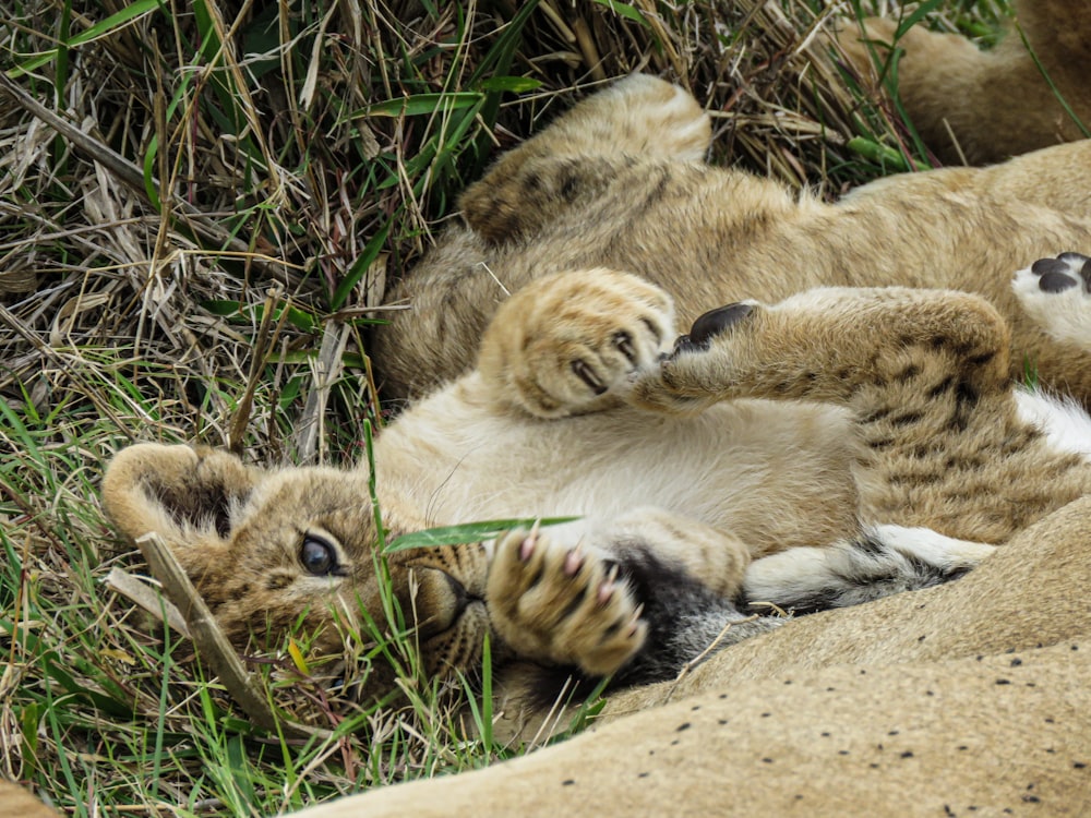 a group of animals lying on a rock