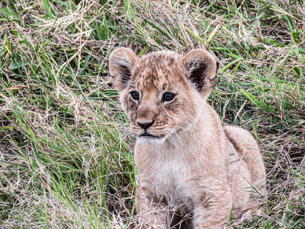 a lion lying in the grass