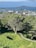 A serene landscape featuring a lush green park with winding paths and large trees in the foreground. In the background, a cityscape with various buildings stands against a backdrop of a vast body of water and distant islands under a partly cloudy sky.