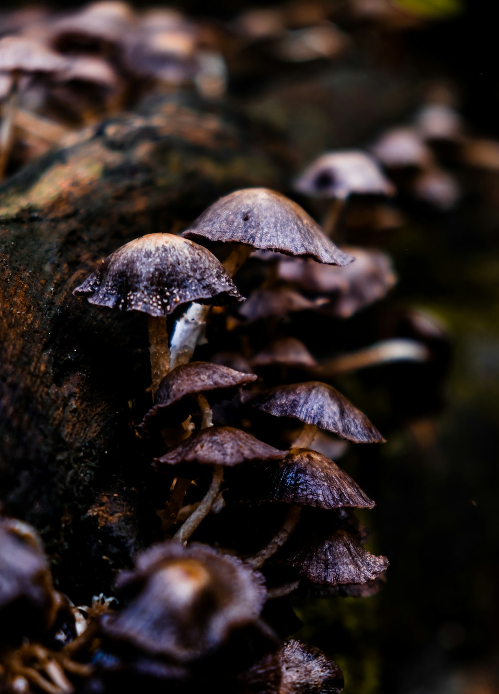 a group of mushrooms