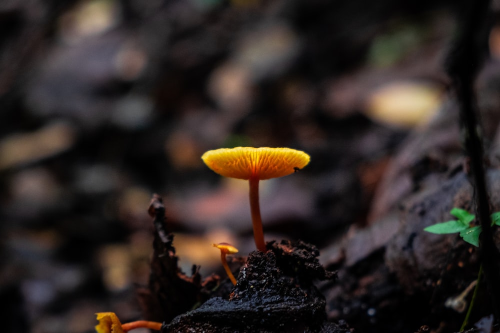 a mushroom growing out of the ground