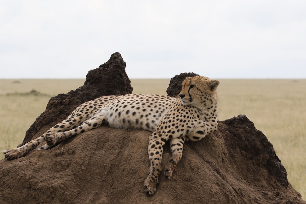 a cheetah lying on a rock