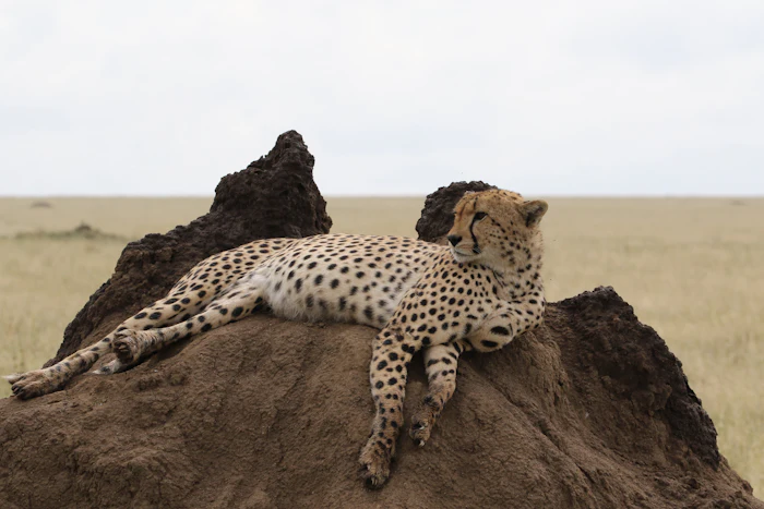 Cheetah resting on a rock in the Serengeti