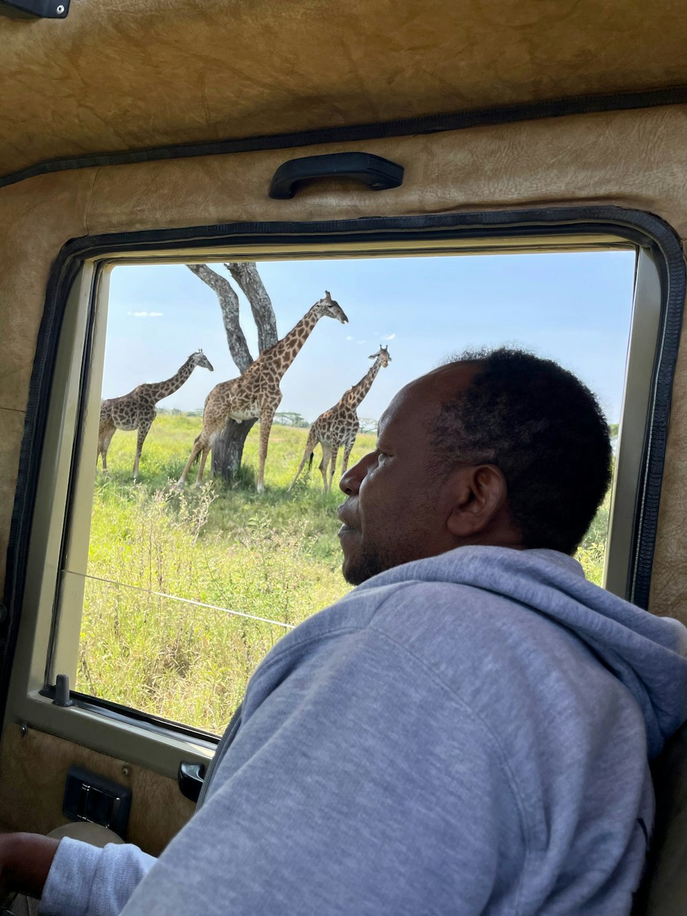a man looking out a window at giraffes