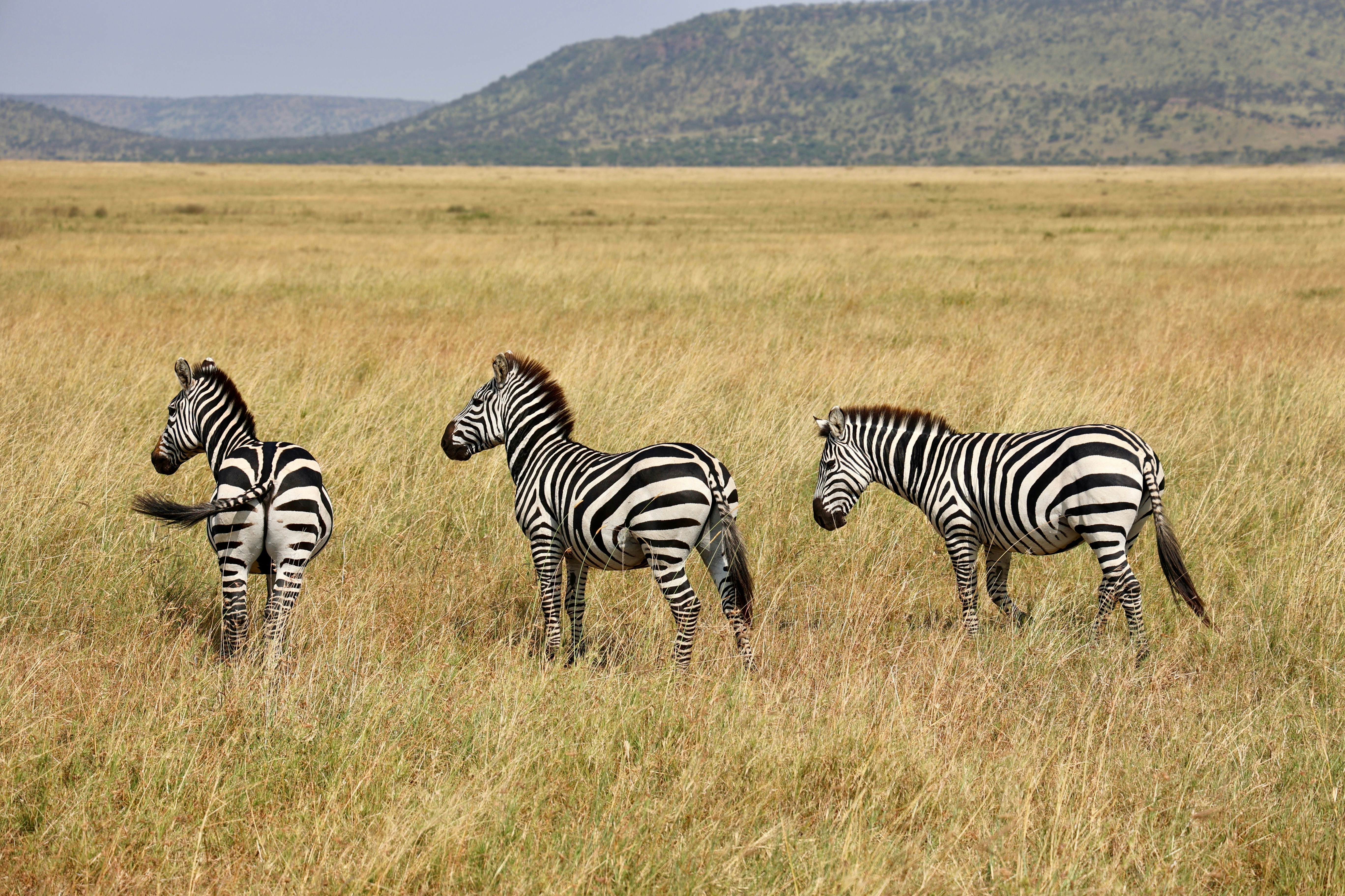 Photo by uzuri_safaris_tanzania