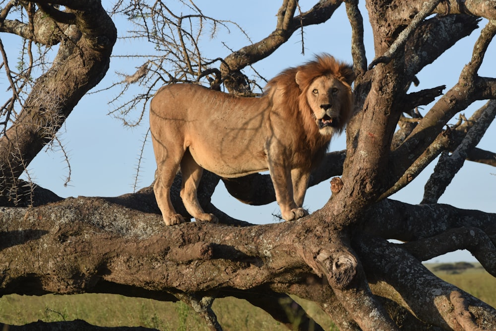a lion standing on a tree branch