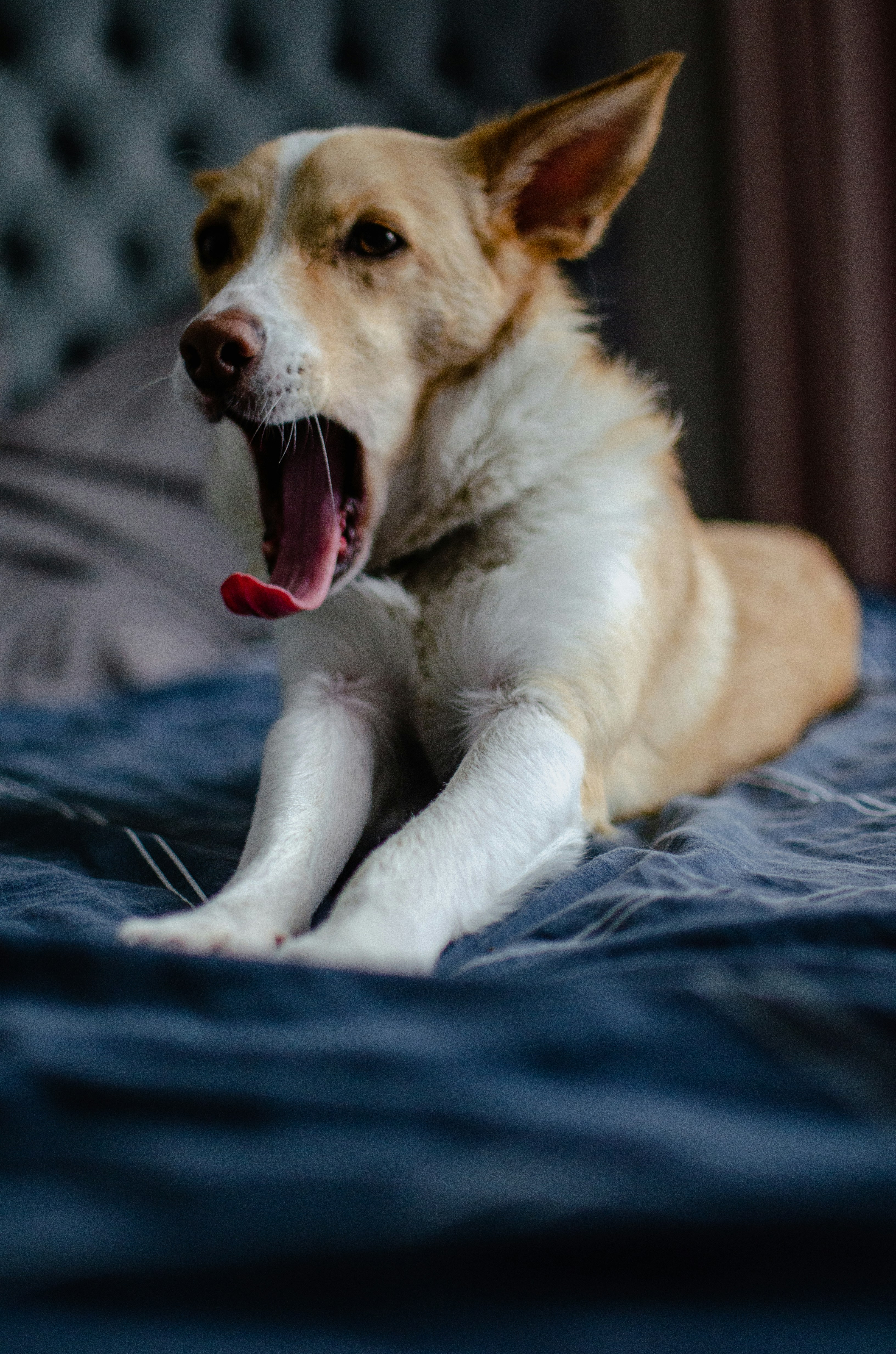 Perro con la boca abierta