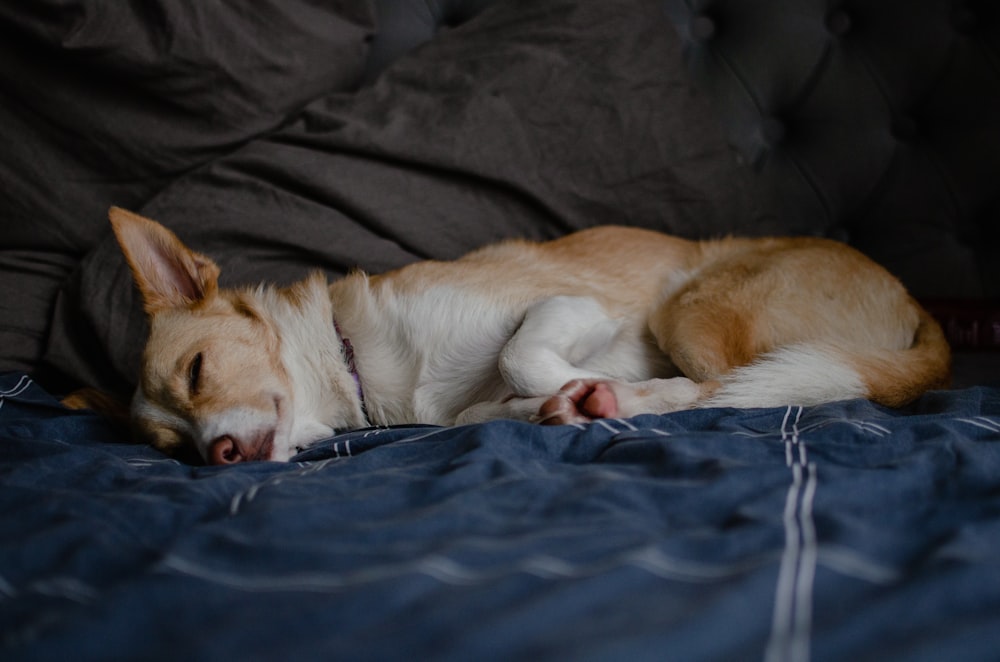 a dog lying on a bed
