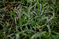 Close-up of a waterproof picnic mat spread on green grass with morning dew.