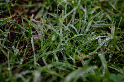 Close-up of a waterproof picnic mat spread on green grass with morning dew.