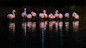 a group of pink flamingos on a body of water