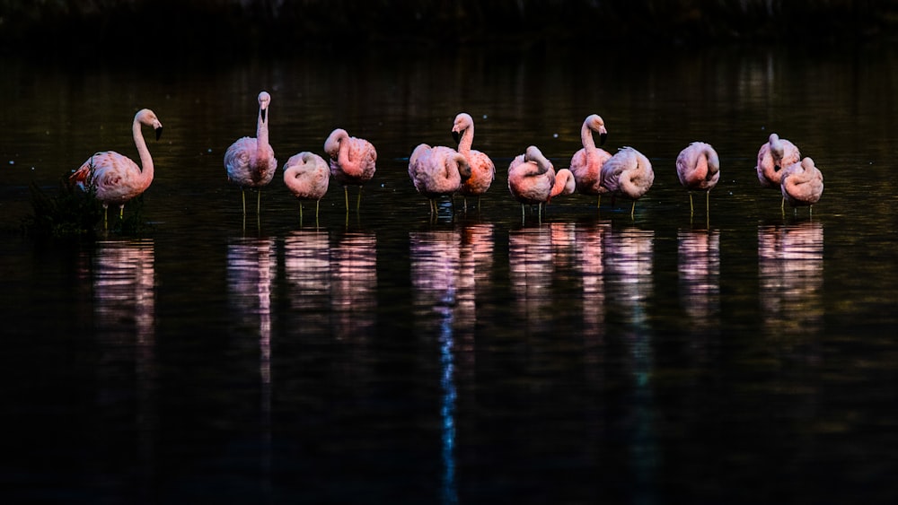 a group of pink flamingos on a body of water