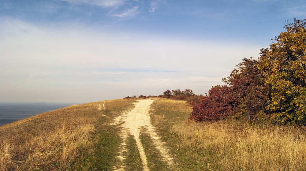 a dirt road with grass and trees on either side of it