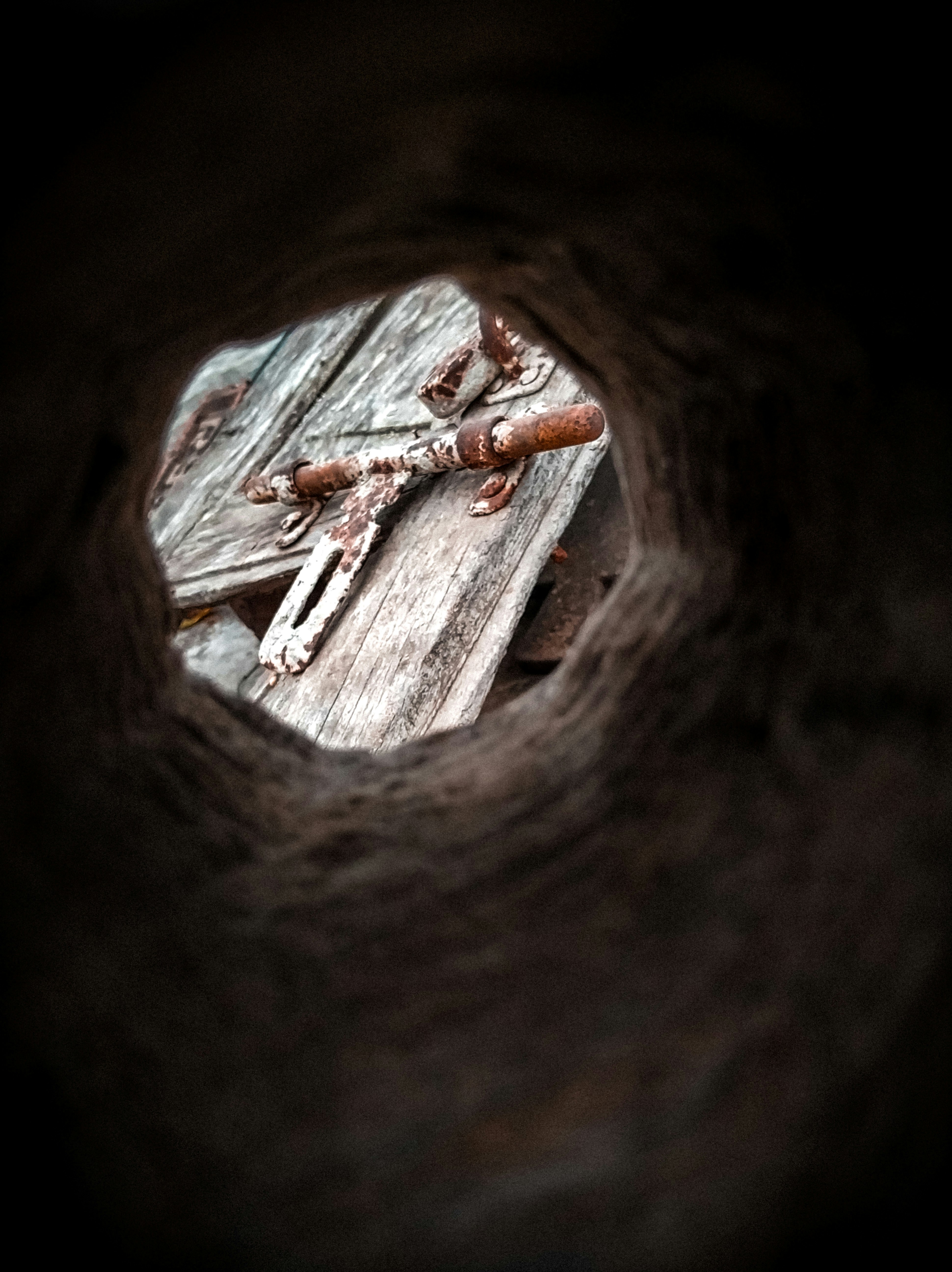 a close up of a spider