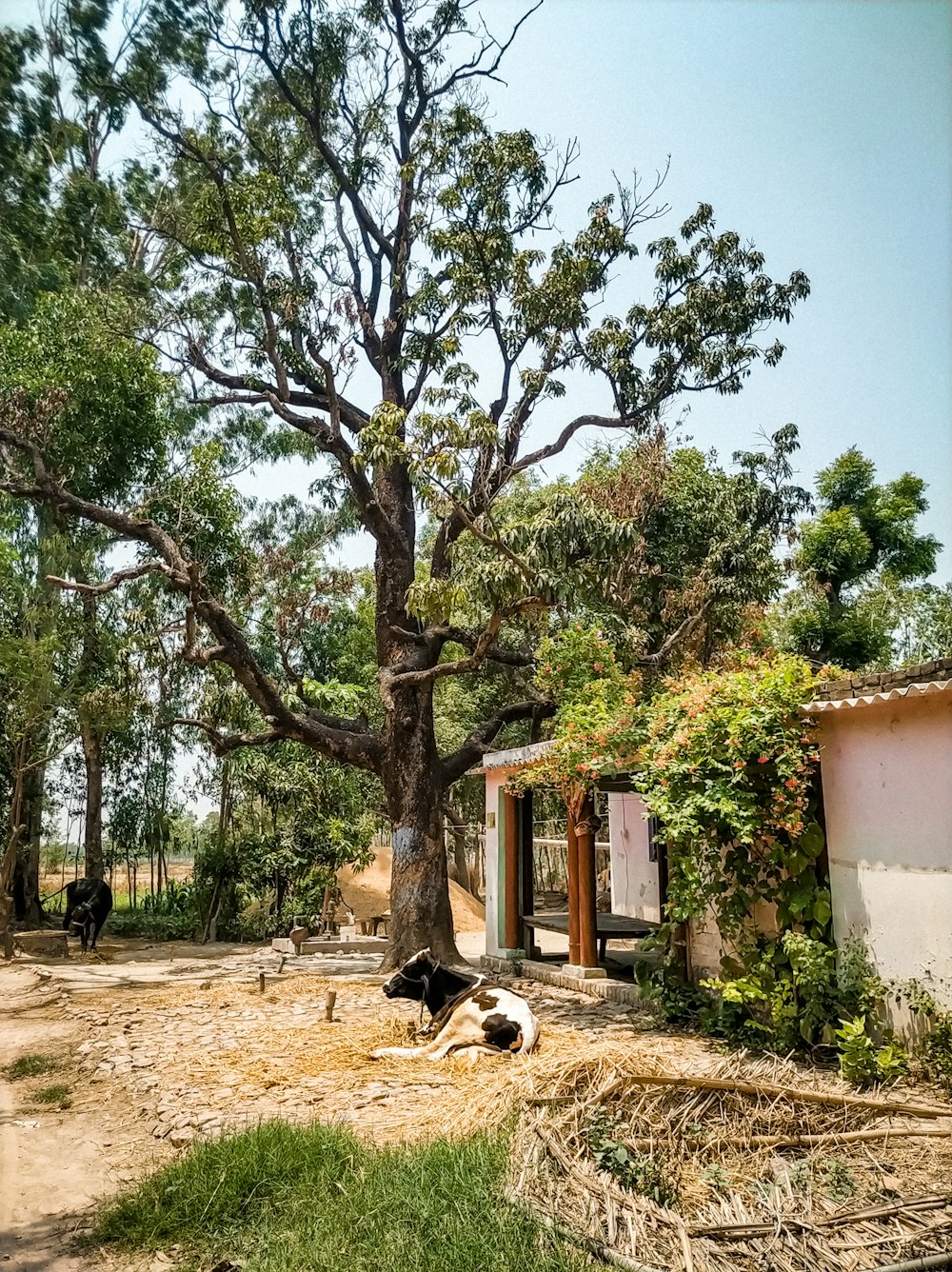 a group of animals outside a house