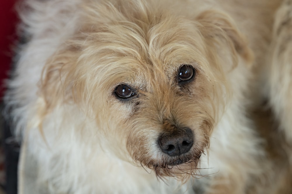 a dog looking at the camera