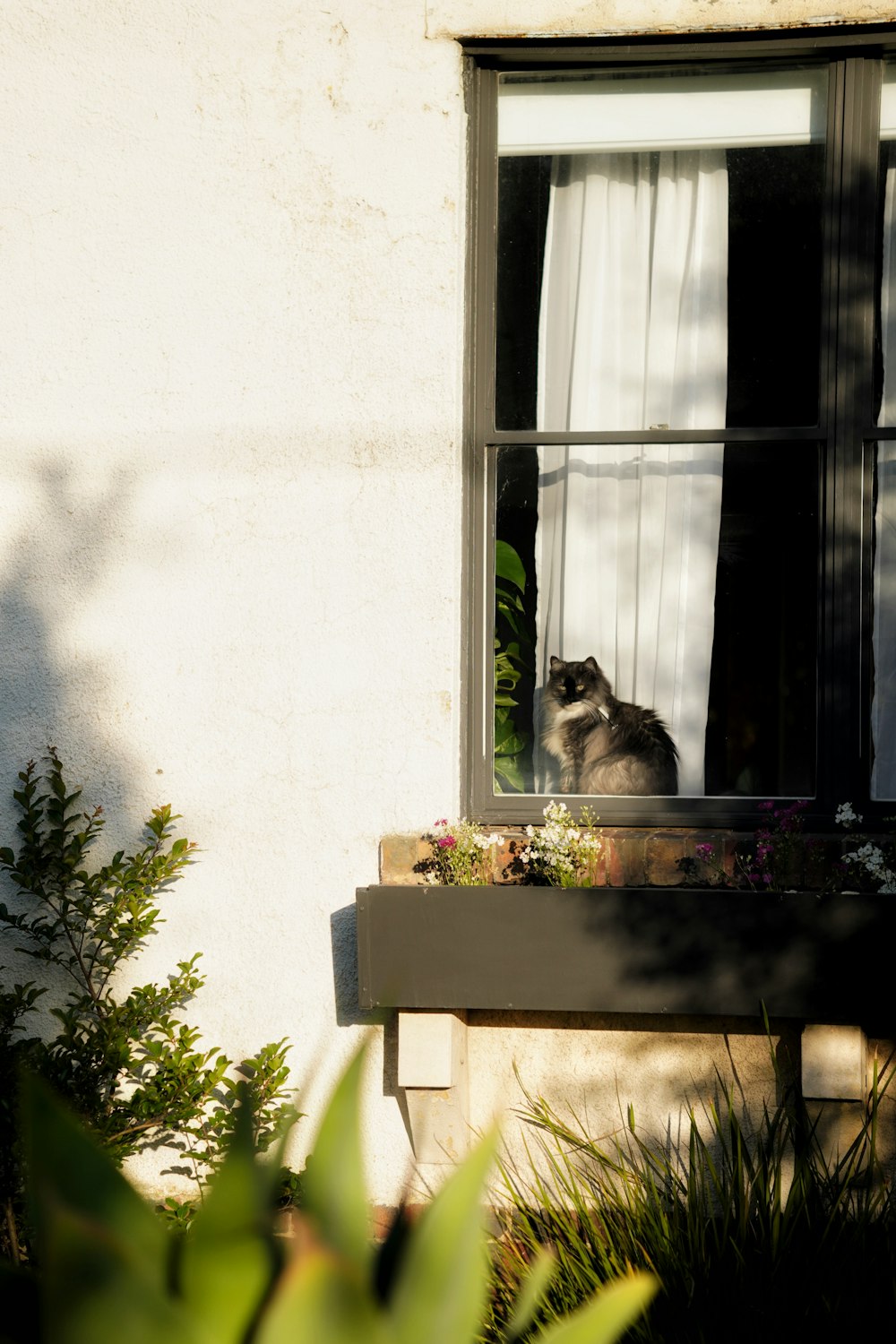 a cat sitting on a window sill